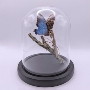 Modliszka pożerająca motyla morpho